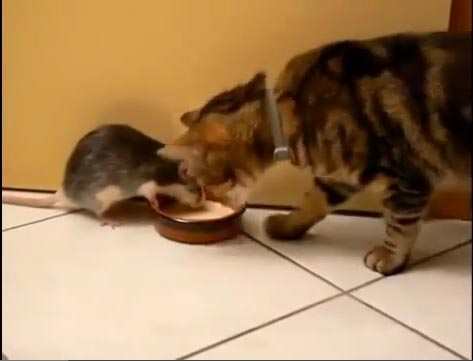 مواقف طريفة للحيوانات