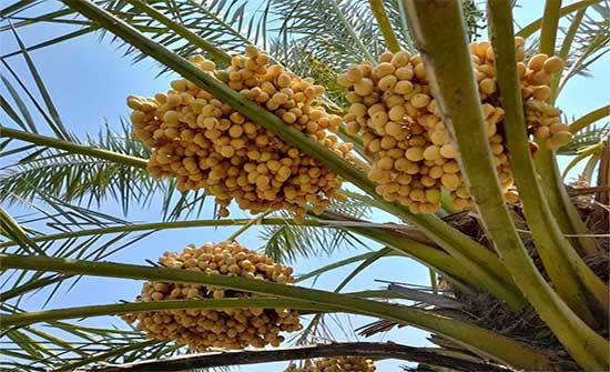 دير علا: 20 صنفا نادرا من التمور في محطة الكرامة للبحوث الزراعية دير علا: 20 صنفا نادرا من التمور في محطة الكرامة للبحوث الزراعية