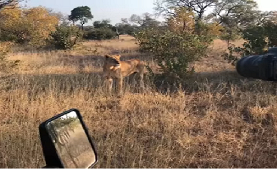 بالفيديو :- لقطات مؤثرة للبؤة تبكي بعد فقد أشبالها