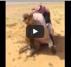 بالفيديو.. سقوط مؤلم لـ"خليجي" من فوق جمل