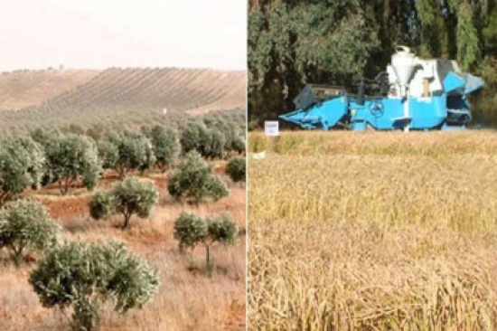 لجنة لدراسة واقع العمالة الوافدة في القطاع الزراعي ومشاكل القطاع