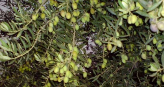 زراعة الطفيلة تتوقع انتاج 600 طن من الزيتون الاخضر