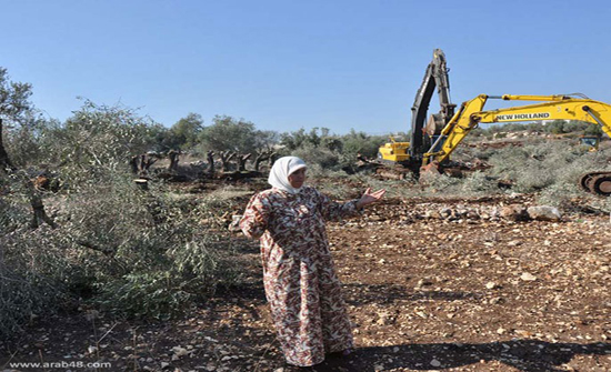 مستوطنون يهود يسرقون ثمار الزيتون من المواطنين غرب نابلس