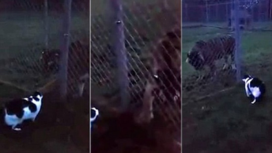 شاهد.. قطة تتحدى نمر داخل قفصه