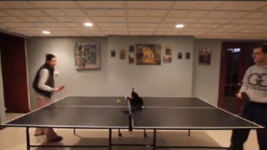 قطة تتدرب على حراسة المرمى على طاولة تنس