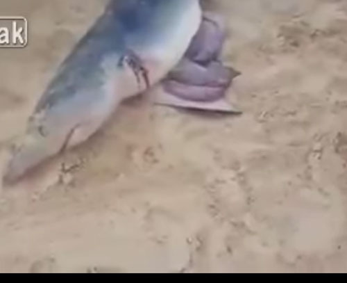 بالفيديو: شاهد على ماذا عثر صيادون عند فتح بطن قرش