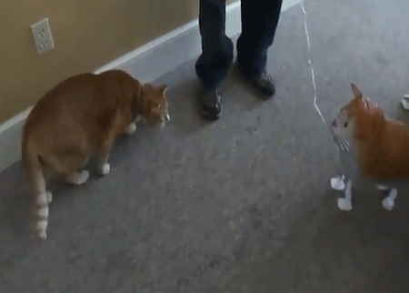 القطة والدمية