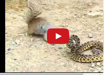 شاهد من الفائز في مصارعة شرسة بين سنجاب وأفعى