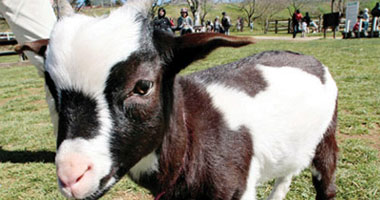 "ماعز" عالق بين السعودية والبحرين منذ تسعة أشهر!!