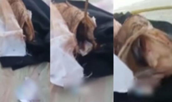 سحر في بطن سمكة هامور!