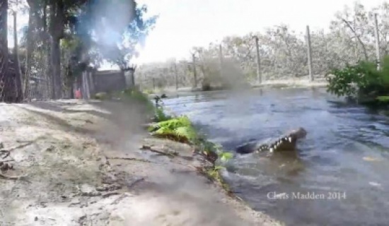 بالفيديو.. شاب أمريكي ينجو من بين فكي تمساح مفترس