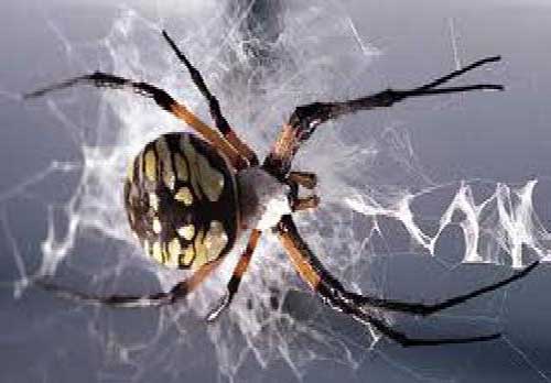 العناكب تدفع تويوتا لاستدعاء 870 ألف سيارة