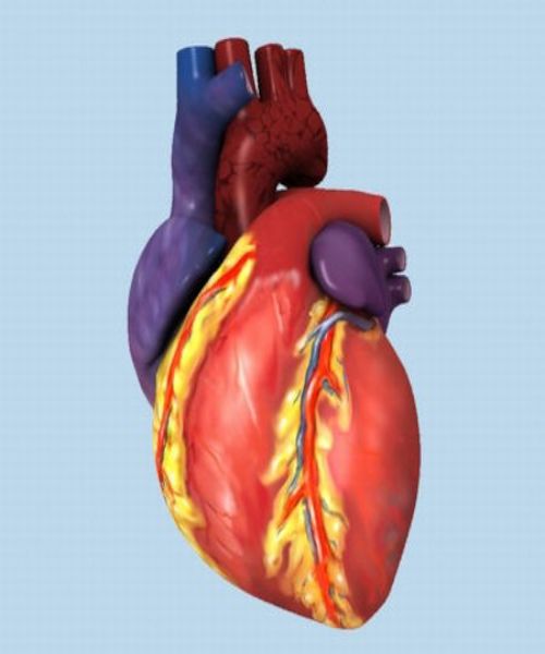 فقدان القليل من الوزن يفيد صحة القلب