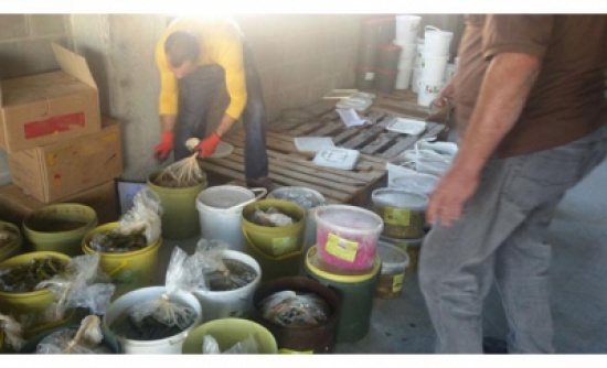 بالصور ... اتلاف مخللات فاسدة في الكرك