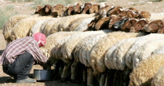 تصدير 175 ألف رأس من الخراف تصدير 175 ألف رأس من الخراف