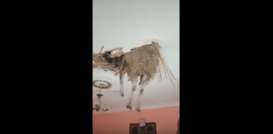 فيديو| خروف الجزائر المعلق.. أعجوبة عيد الأضحى