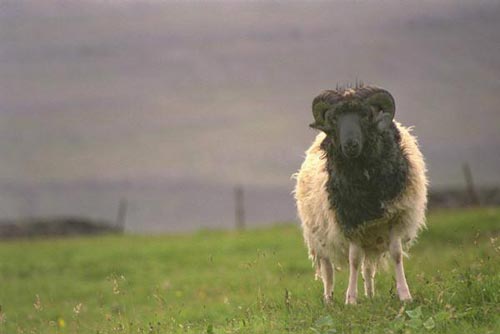 الجزائر.. إنقاذ خروف حاول الانتحار