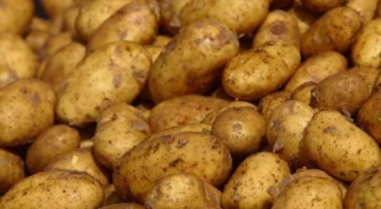 المفرق: ضبط طنين من البطاطا غير الصالحة للاستهلاك
