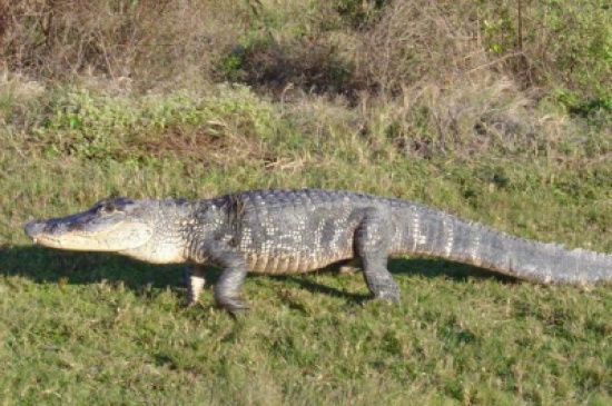 صياد لبناني يُمسك بـ"تمساح نهر بيروت"