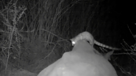 شاهد.. حيوان "جينيه" يستخدم وحيد القرن داخل الأدغال كـ "تاكسي"