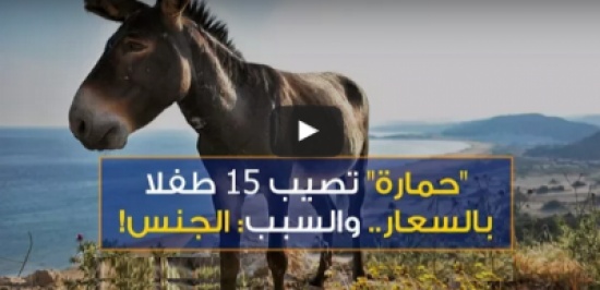 [شاهد] واقعة صدَمَت المغربيين .. إصابة 15 طفلاً بـ”السّعار” بعد ممارستهم الجنس مع أنثى حمار!