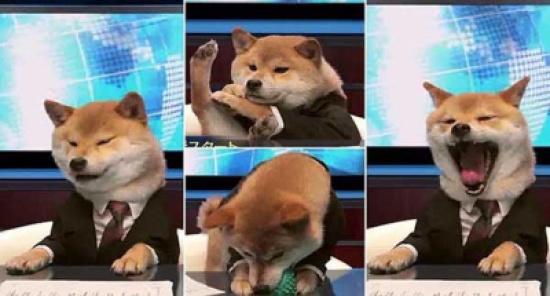 فيديو: كلب يذيع نشرة الأخبار عبر التلفزيون الياباني