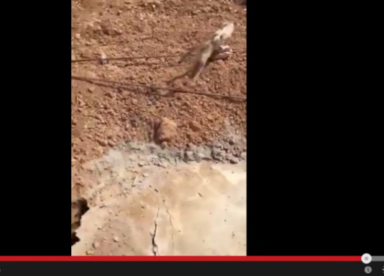 ردة فعل شخص تفاجأ بهرة