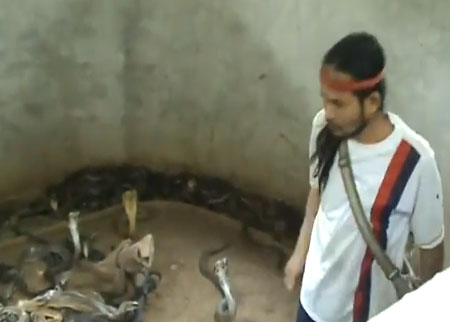 رجل يتجول بين الف حية كوبرا