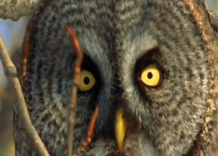 البومة هانت