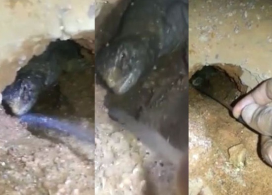 شاهد.. ضب يفاجئ صائديه بشربه الماء