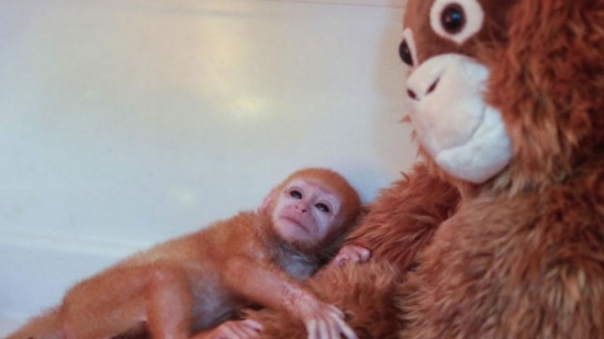 الدمية الناعمة تنوب لصغير القرد عن أمه !