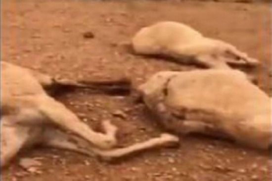 فيديو: صاعقة تتسبب في نفوق مجموعة من الإبل