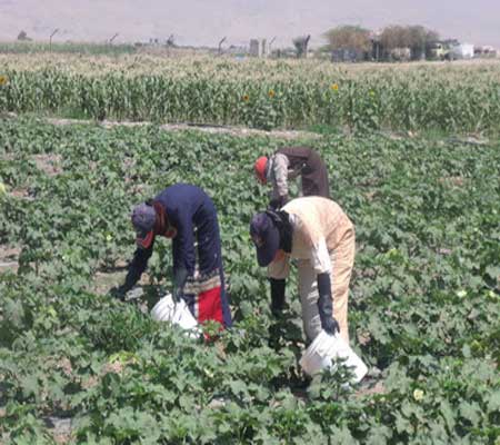 تشكيل لجان زراعية ونسوية في مناطق المزار الجنوبي