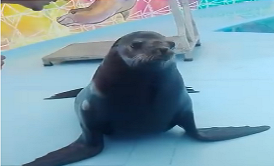 بالفيديو: كلب بحر يشارك في مقلب نفذه صاحبه