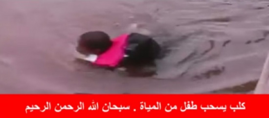 كلب وجد طفل فى البحر .. فشاهد ماذا فعل الكلب للطفل