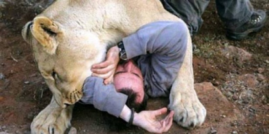 فيديو : أسد يأكل مدربه