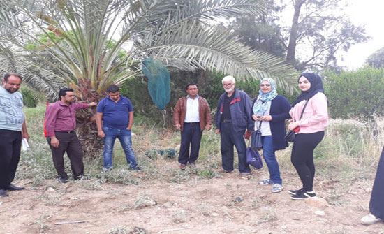 يوم حقلي بعمليات خدمة بساتين التمور في محطة دير علا