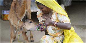 ترضع عجلاً وتلقب بالام البديلة له 