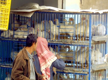 مطالب بإلزام محلات الدواجن واللحوم بالشروط الصحية في الطفيلة مطالب بإلزام محلات الدواجن واللحوم بالشروط الصحية في الطفيلة