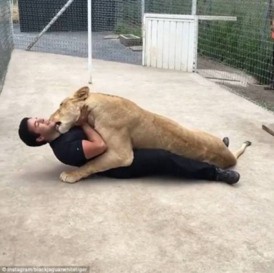 بالفيديو.. طبيب يفاجئ لبؤة في عيد ميلادها