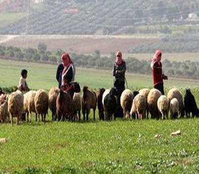 بدء توزيع كوبون الاعلاف المجانية على مربي الثروة الحيوانية بالطفيلة بدء توزيع كوبون الاعلاف المجانية على مربي الثروة الحيوانية بالطفيلة