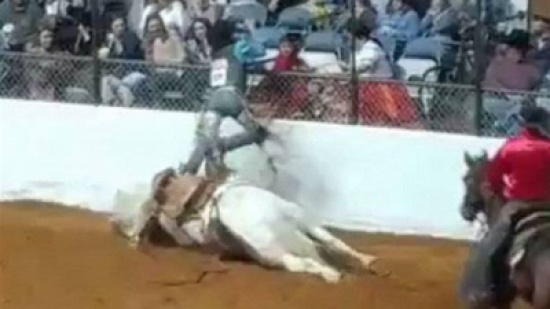 فرس تعرضت لحادث مأساوي... إليكم الفيديو الصادم!