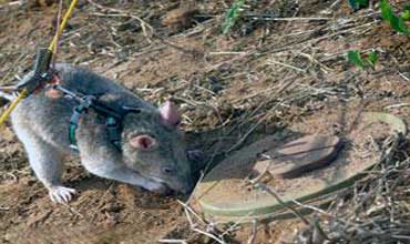 جرذان افريقيا تكافح انتشار الالغام الارضية 