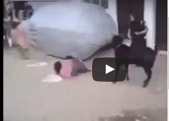 شاهد.. ماعز هائجة تنطح فتاة وتسقطها أرضًا