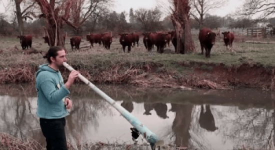 شاهد.. شاب يقود قطيعًا من الماشية بالعزف على آلة موسيقية