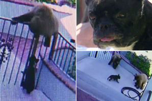 شاهد.. كلب صغير يطرد دبّتين من حديقة منزل