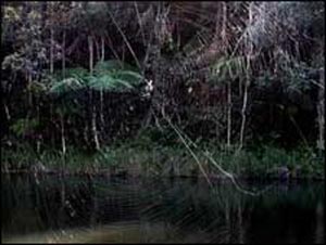  اكتشاف أكبر عنكبوت في العالم في جزيرة مدغشقر 