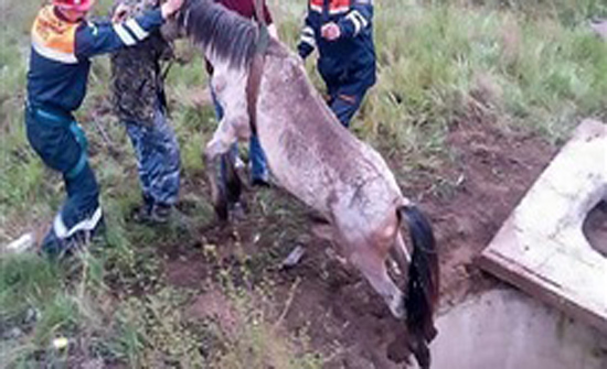 بالفيديو: انتشال حصان سقط ببئر عميقة