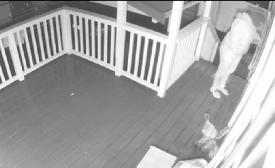 بالفيديو: إمرأة تسرق رضيعا لادعائها الحمل كذبا