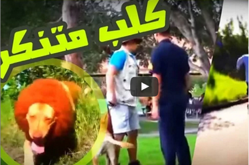 بالفيديو: كلب متنكر على شكل اسد .. شاهد ردة فعل الناس